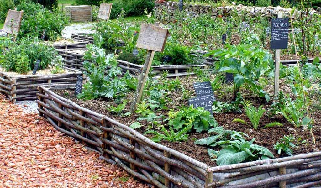 Un plan de jardin médicinal