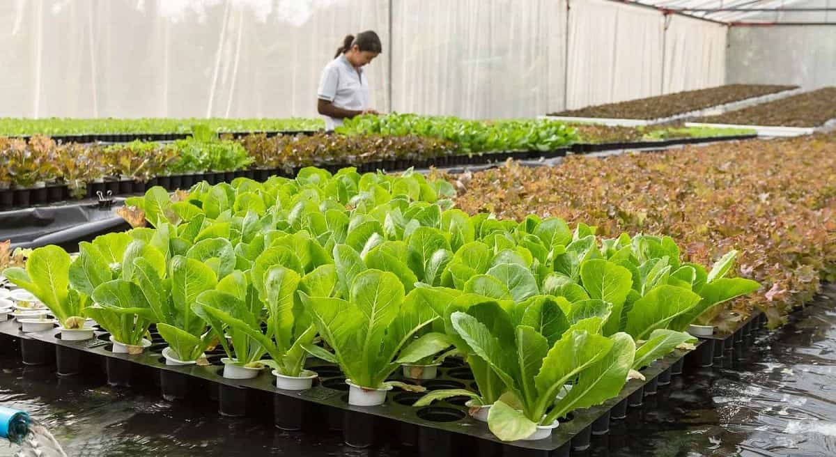 Conseils pour démarrer un jardin Aquaponique