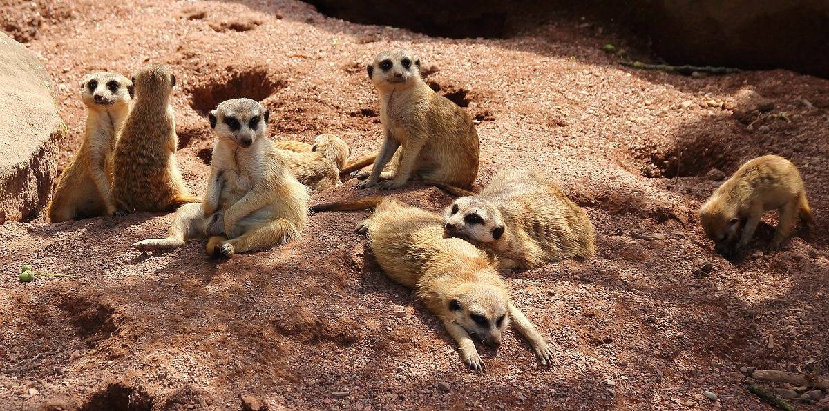 Construire un groupe de survie