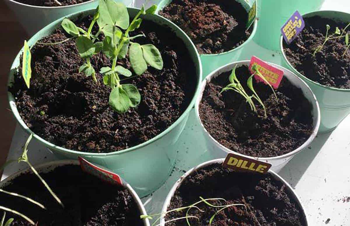 Jardin Urbain Cultiver Des Tomates Dans Un Appartement | Québec Preppers Jardin Urbain Cultiver des tomates dans un appartement