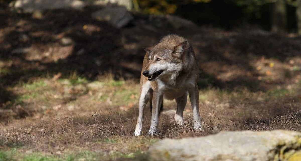 Loup solitaire contre un groupe de Preppers - Le grand débat