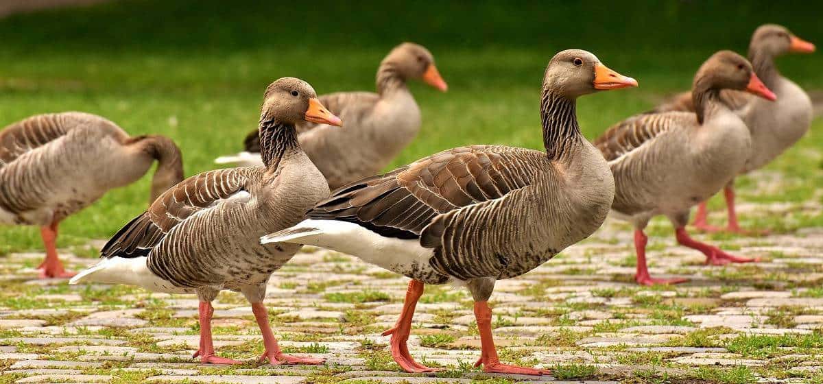 Protégez votre bétail des maladies mortelles - Partie 1: Oiseaux