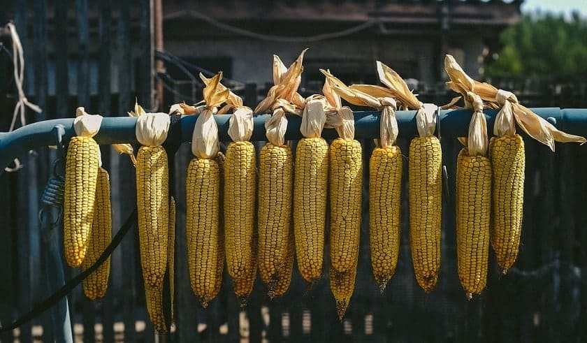 Corn 2729195 1280 | Québec Preppers Champ de maïs cultivé en autonomie alimentaire