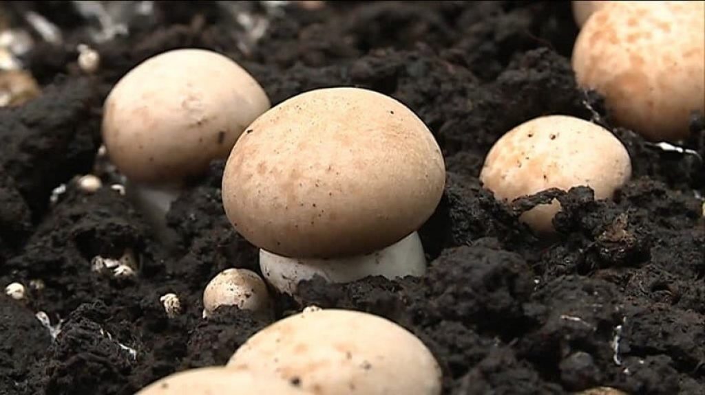 Kit de culture de champignons - Cultivez vos propres champignons bruns  Cremini dans votre cuisine