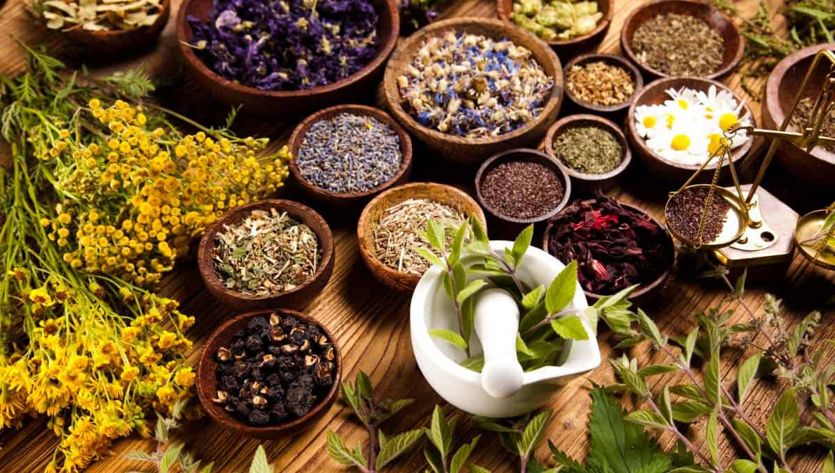 15 herbes médicinales pour un soulagement naturel de la douleur