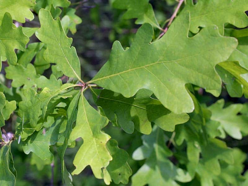 Feuille de chêne blanc aux bords arrondis