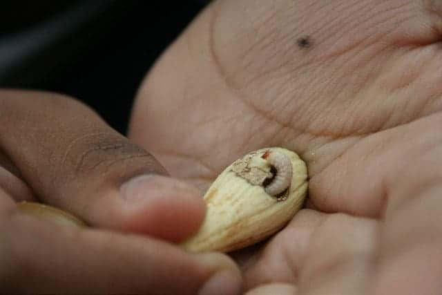 Larves de charançon extraites d'un gland