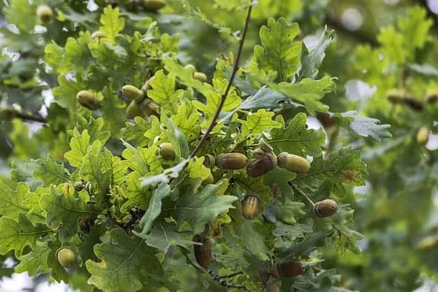 Glands sur un chêne en automne