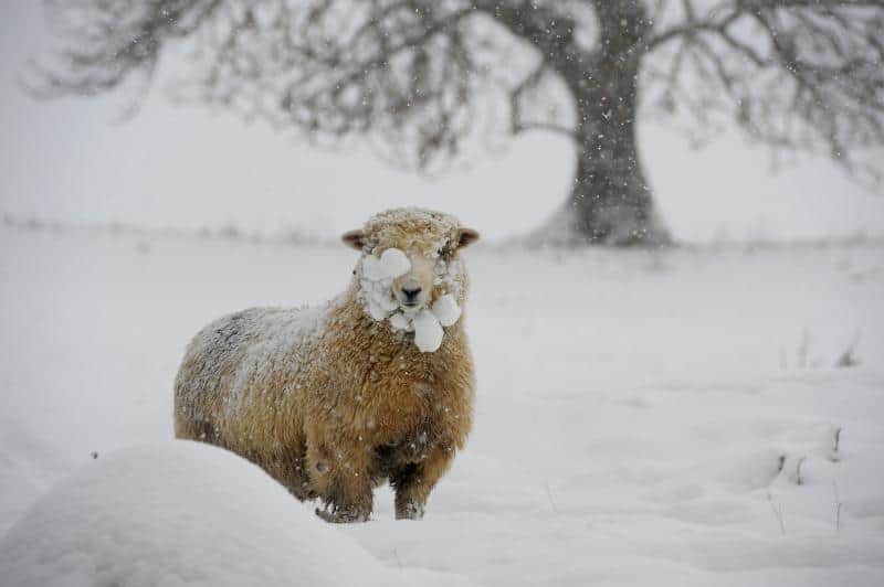 Mouton Neige4 | Québec Preppers