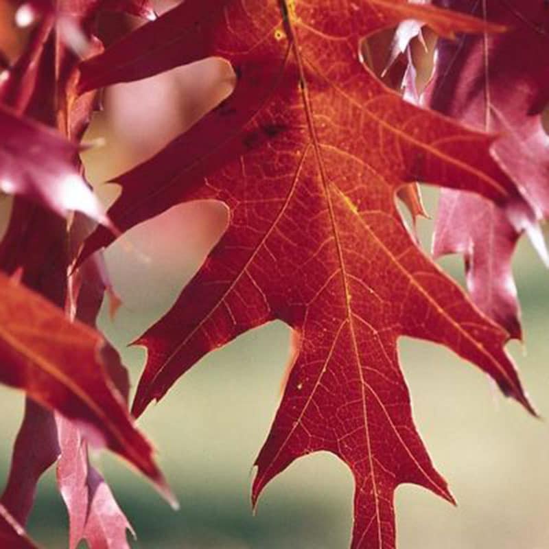 Feuille de chêne rouge aux extrémités pointues