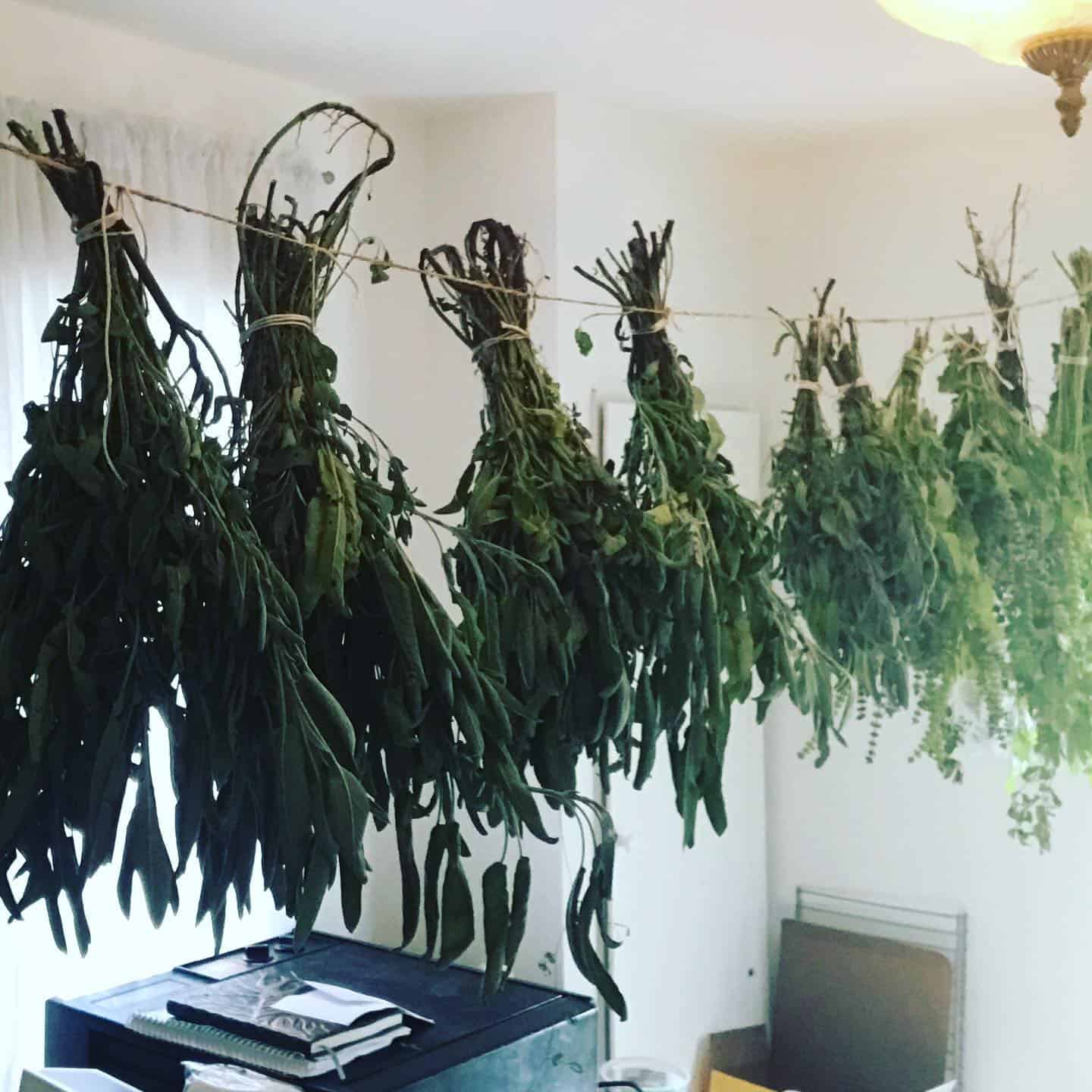 Les plantes médicinales et les enfants – Image 4