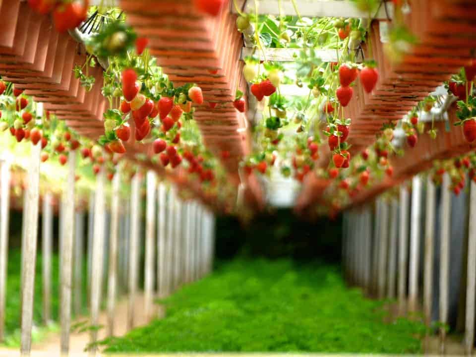5 systèmes alimentaires de survie hors réseau qui fonctionnent vraiment