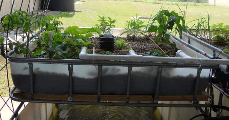 Système aquaponique combinant poissons et plantes