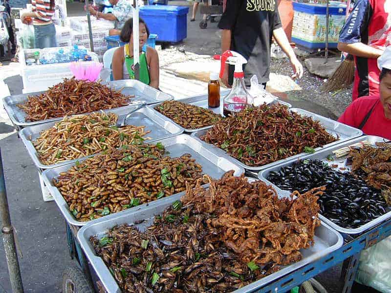 Insectes comestibles  élevage pour l'autonomie alimentaire