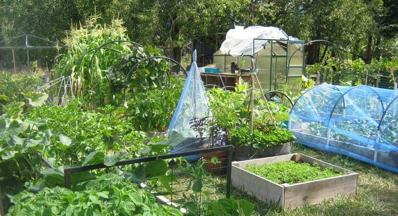 Jardin potager pour l'autonomie alimentaire