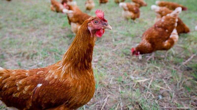 Poulets de basse cour pour l'autonomie alimentaire