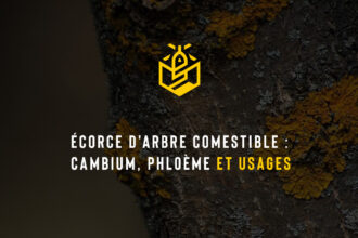 Écorce d'arbre comestible : cambium, phloème et usages