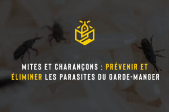 Mites et charançons : prévenir et éliminer les parasites du garde-manger