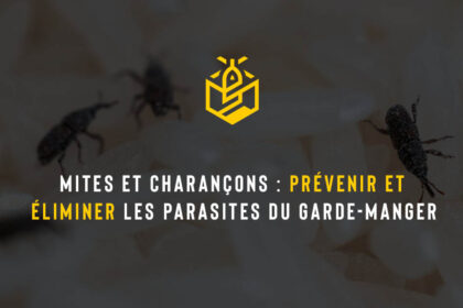 Mites et charançons : prévenir et éliminer les parasites du garde-manger