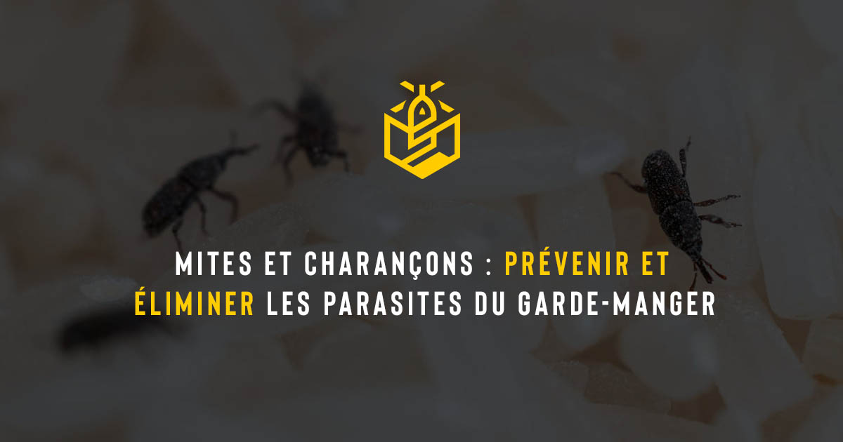 Mites et charançons : prévenir et éliminer les parasites du garde-manger