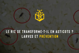 Le riz se transforme-t-il en asticots ? Larves et prévention
