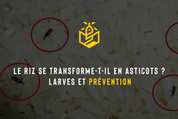 Le riz se transforme-t-il en asticots ? Larves et prévention