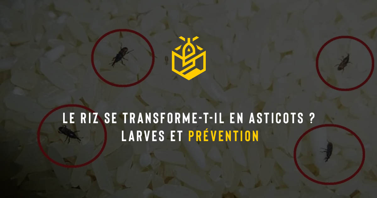 Le riz se transforme-t-il en asticots ? Larves et prévention