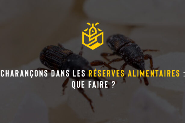 Charançons dans les réserves alimentaires : que faire ?