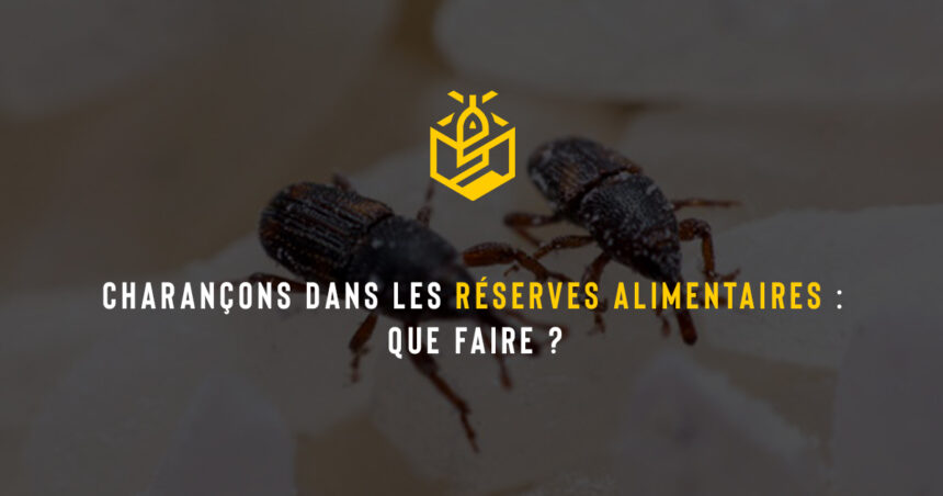 Charançons dans les réserves alimentaires : que faire ?
