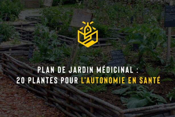 Plan de jardin médicinal : 20 plantes pour l'autonomie en santé