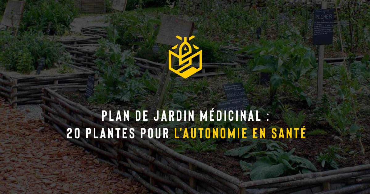 Plan de jardin médicinal : 20 plantes pour l'autonomie en santé