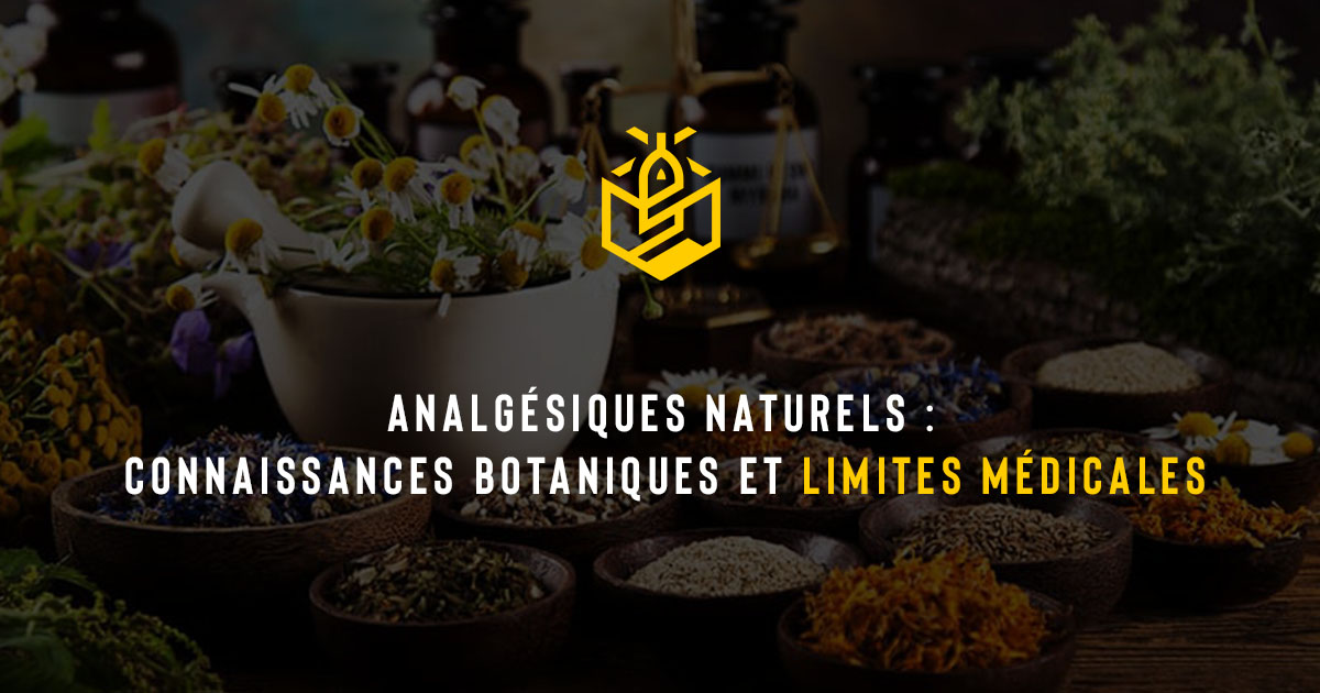 Analgésiques naturels : connaissances botaniques et limites médicales