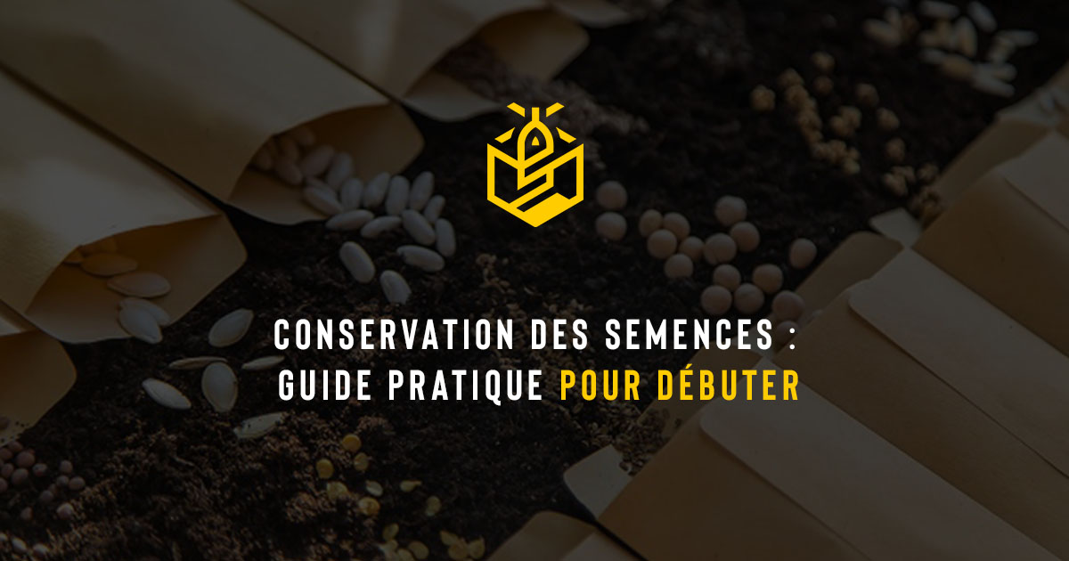 Conservation des semences : guide pratique pour débuter