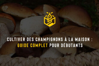 Cultiver des champignons à la maison : guide complet pour débutants