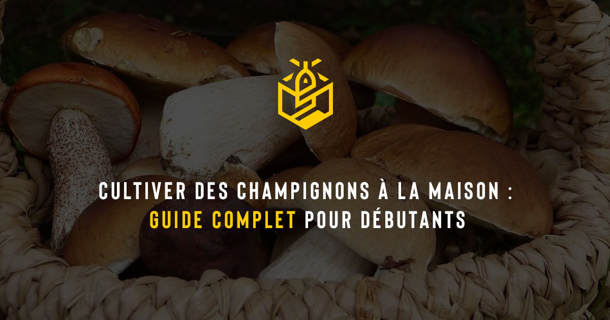 Cultiver des champignons à la maison : guide complet pour débutants