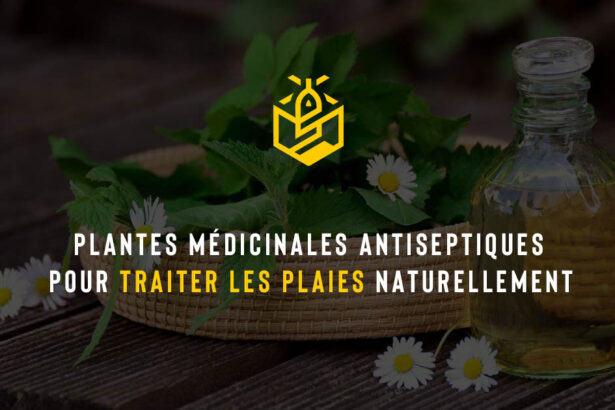 Plantes médicinales antiseptiques pour traiter les plaies naturellement