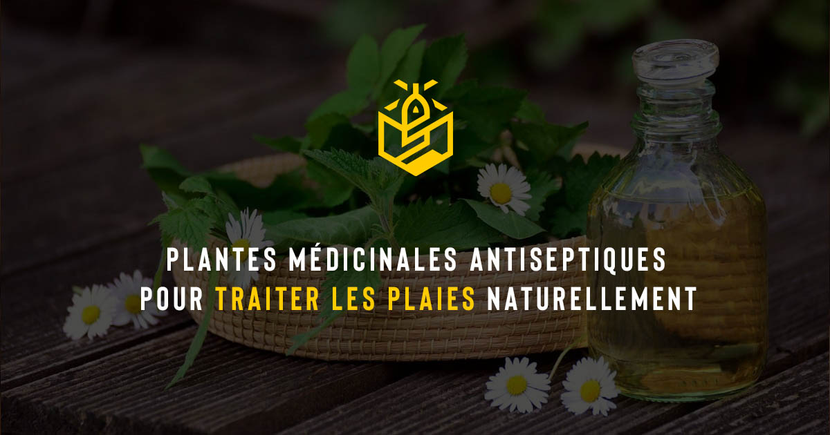 Plantes médicinales antiseptiques pour traiter les plaies naturellement