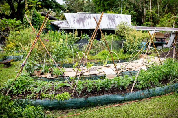 Fusionner survivalisme et permaculture : vers une autosuffisance durable