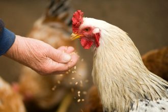 Réduire sa dépendance aux moulées commerciales : Stratégies d’autonomie pour nourrir ses poules au Québec