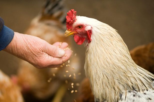 Réduire sa dépendance aux moulées commerciales : Stratégies d’autonomie pour nourrir ses poules au Québec