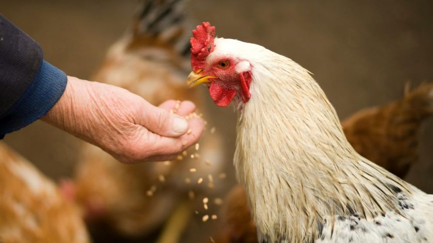 Réduire sa dépendance aux moulées commerciales : Stratégies d’autonomie pour nourrir ses poules au Québec