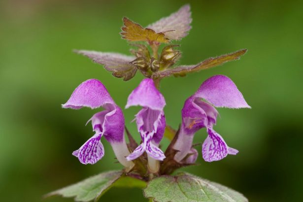 plantes sauvages précoces comestibles