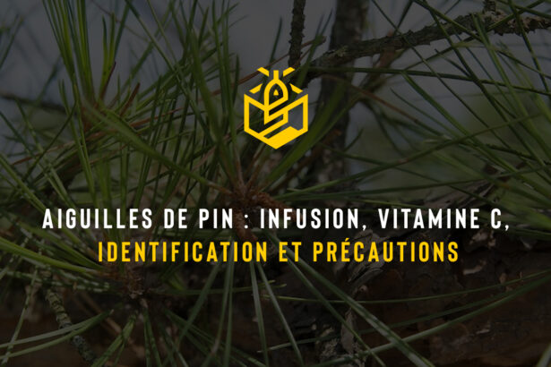 Aiguilles de pin : infusion, vitamine C, identification et précautions