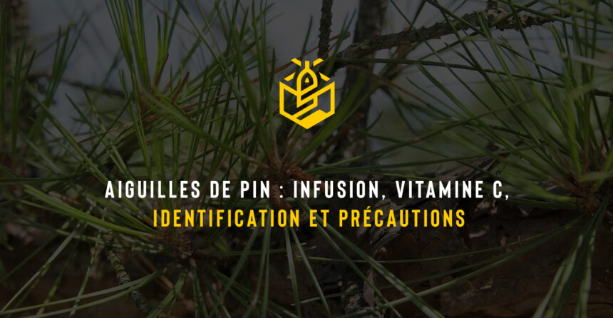 Aiguilles de pin : infusion, vitamine C, identification et précautions