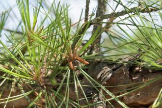 Peut-on manger des aiguilles de pin